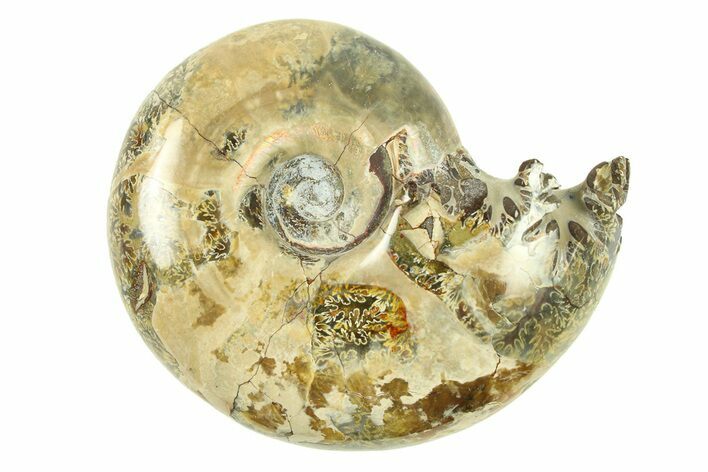 Polished, Sutured Ammonite (Argonauticeras) Fossil - Madagascar #287592